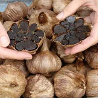 سیر سیاه دکتور بیز
