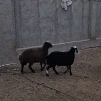 بره چاق