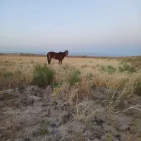 اسب
