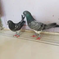 کله سبز