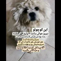 سگ گمشده|حیوانات|برخوار, |دیوار