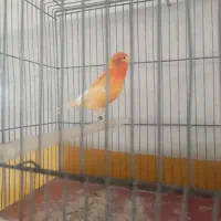 قناری نر رد فاکتور