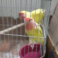 طوطی کوتوله برزیلی مولد درشت