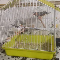 دو فنچ با قفس