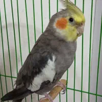 عروس هلندی نر آماده جفتگیری