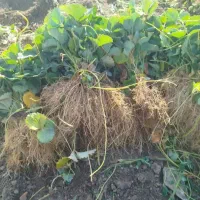 نشا‌‌ء توت فرنگی ریشه لخت پاروس