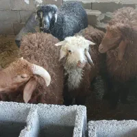بره گوسفند عربی نر