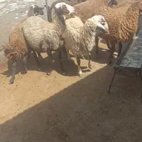 دوعدد بره باب پروار