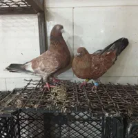 کبوتر اصیل ابادان هندی و دم سفید