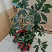 گل طبیعی