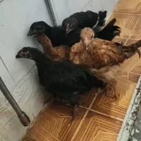 جوجه 3ماهه طبیعی
