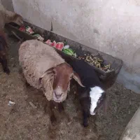 دو عدد گوسفند میش سالم پروارشده وچاق بدون بره