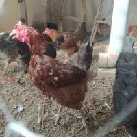 ده عدد مرغ محلی همه تخم گذار