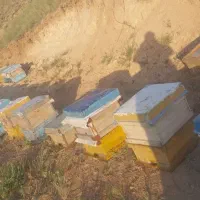 فروش زنبور عسل