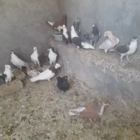 کبوتررنگی