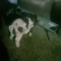 ۳عدد میش با ۳عدد بره نر