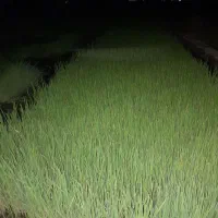 حدود 80 دسته نشا شلتوک