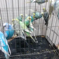 گله یا همون تعداد فنج ومرغ رینبو هفت رنگ