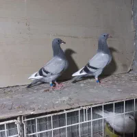 جوجه پلاکی مسافتی پدر مادر مسابقه دهنده