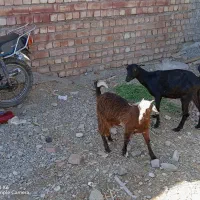 دو عدد گوسفند ماده چاق و چله فقط 23 میلون