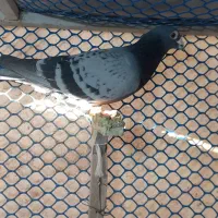 سار .سبز.سینه .کله