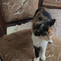 واگذاری گربه خانگی