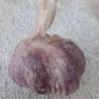 سیر بذری درجه یک