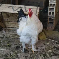 برهما خروس درجه یک