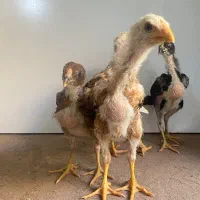 جوجه لاری افغان کلنگی درجه یک