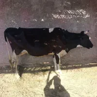 ماده گاو با گوساله