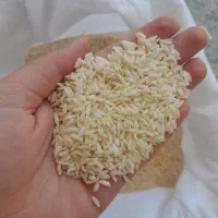 برنج محلی دورود