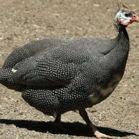 مرغ شاخ دار