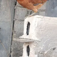 نیمچه مرغ و خروس