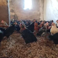 جوجه گلپایگانی اصل