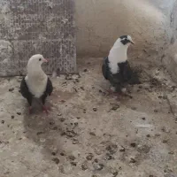 کبوتر رنگه کلاغ وطوقی