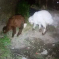 بره داشتی 5 ماهه