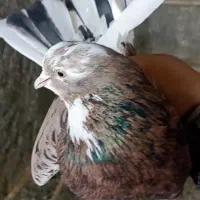 25تا کفتر مایه استثنایی کفتر کویر قم