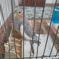 عروس هلندی