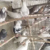 طوقی مایدم ۲۰۰تومان