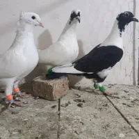 جوجه پلنگ کرمونی کاکلی وپشت رنگ و قره کرمونی المان