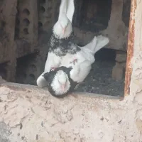 جفت طوقی کرمانشاهی