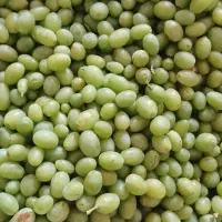 غوره|خوردنی و آشامیدنی|سقز, |دیوار
