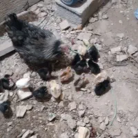 مرغ با جوجه