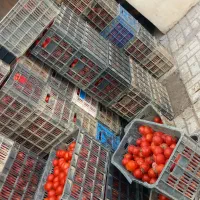 گوجه ربی درجه یک