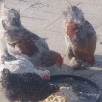 خروس برهما