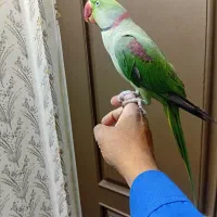 شاه طوطی دستی