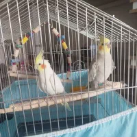 عروس هلندی