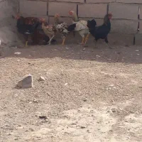 خروس لاری وگلپایگانی چهل تاج