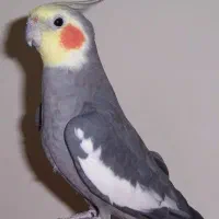 عروس هلندی گم شده