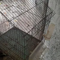قفس پرنده